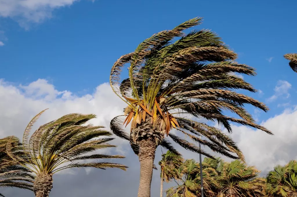 palms in wind