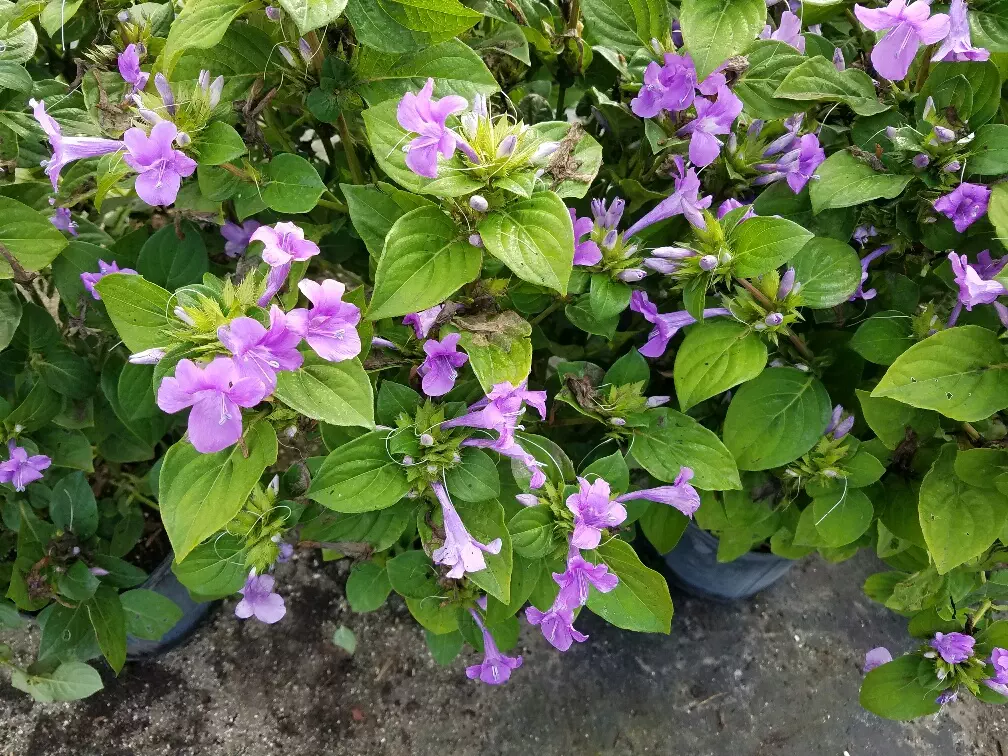 Philippine violets