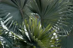Silver Bismarck palm fronds