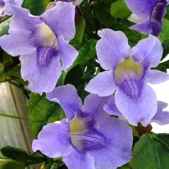 purple-flowering plants