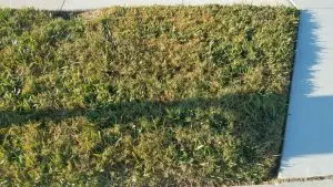 carpetgrass and bermuda grass intrusion
