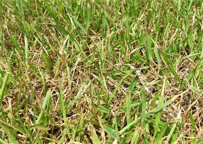 St. Augustine grass Gray Leaf Spot