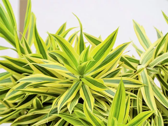 Dracena Song of India plant