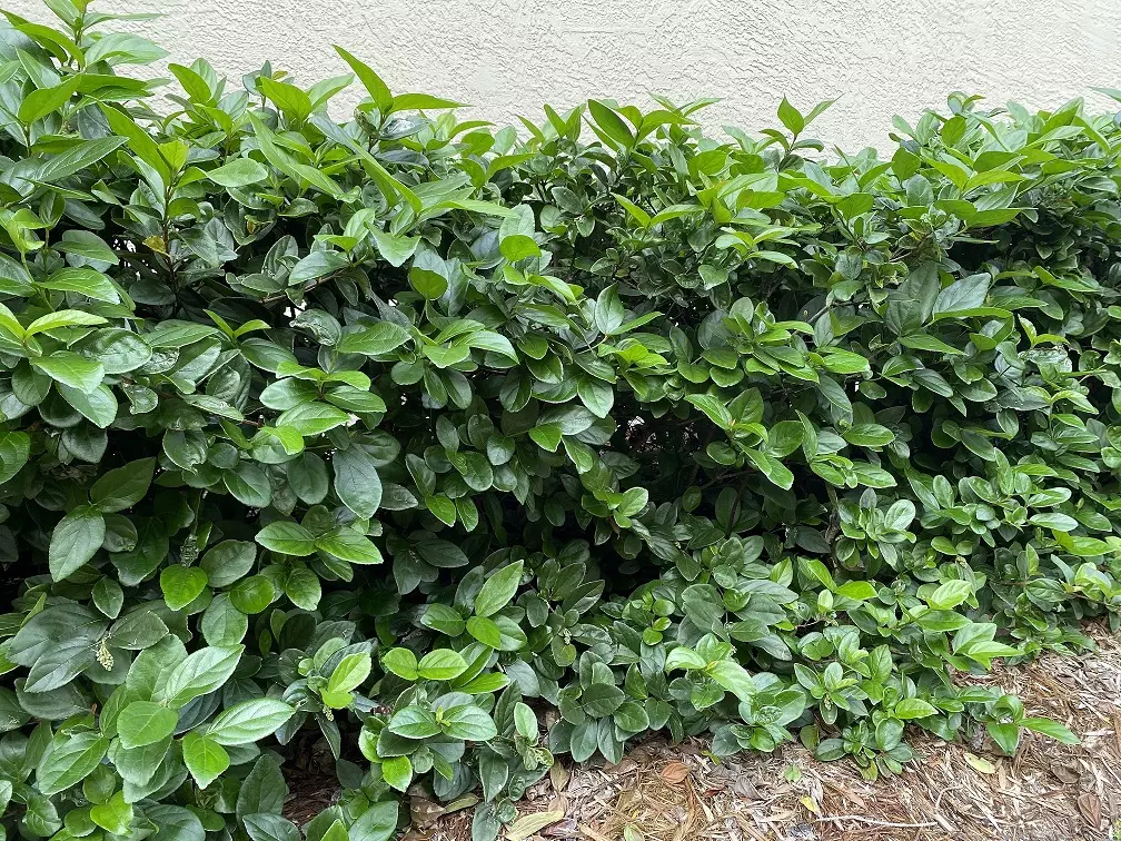 viburnum hedge