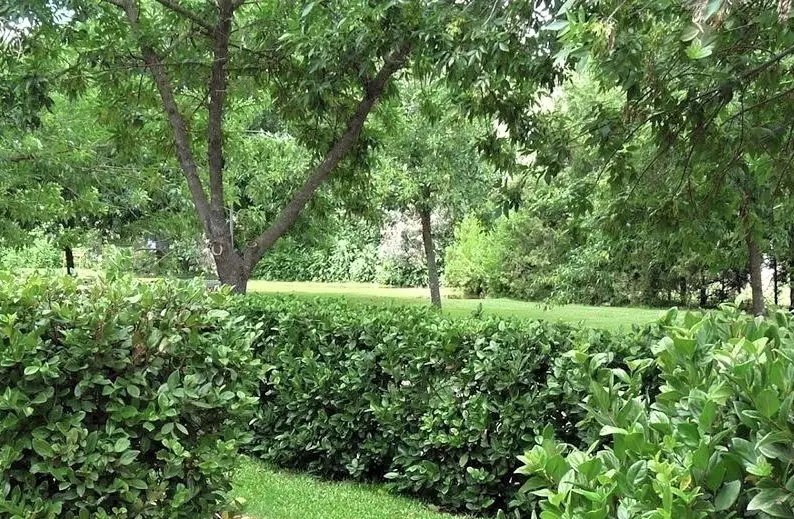 viburnum hedge