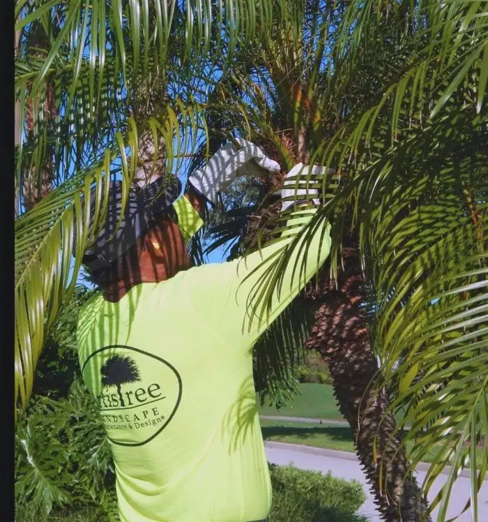 Palm pruning in Wellen Park Florida
