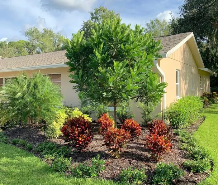 Landscape renovation in Sarasota Florida