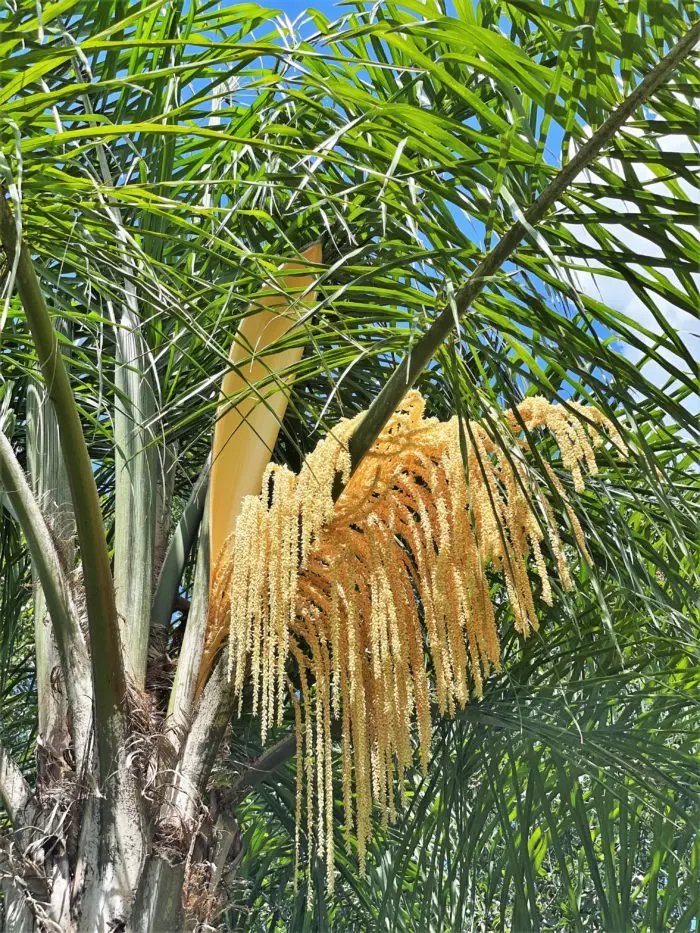 Queen Palms blooming clusters of cream-colored flowers