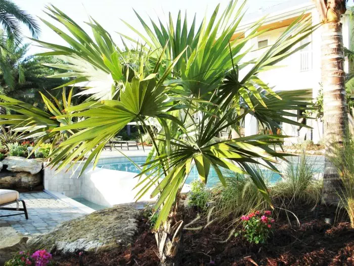 Florida thatch palms