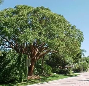 gumbo limbo tree