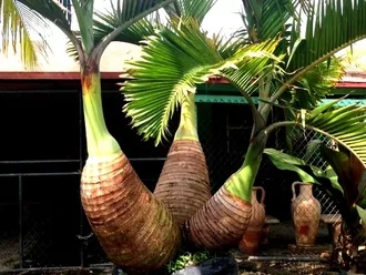 triple bottle palm