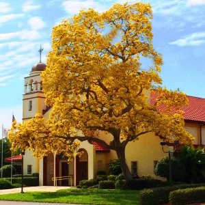 Yellow tabebuia tree