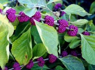 American beautyberry