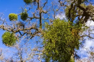 Florida mistletoe infestation