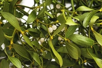 Florida mistletoe berries attract birds