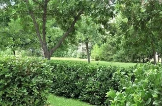 Sandankwa viburnum hedge
