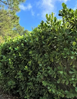 Florida Pitch Apple hedge serves as excellent privacy screen for Sarasota residences.