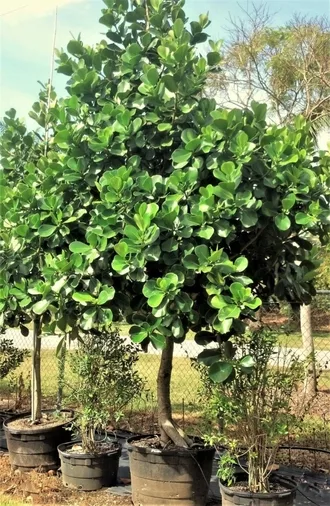 Florida Pitch Apple Tree in Sarasota
