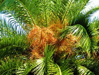 Florida queen palms
