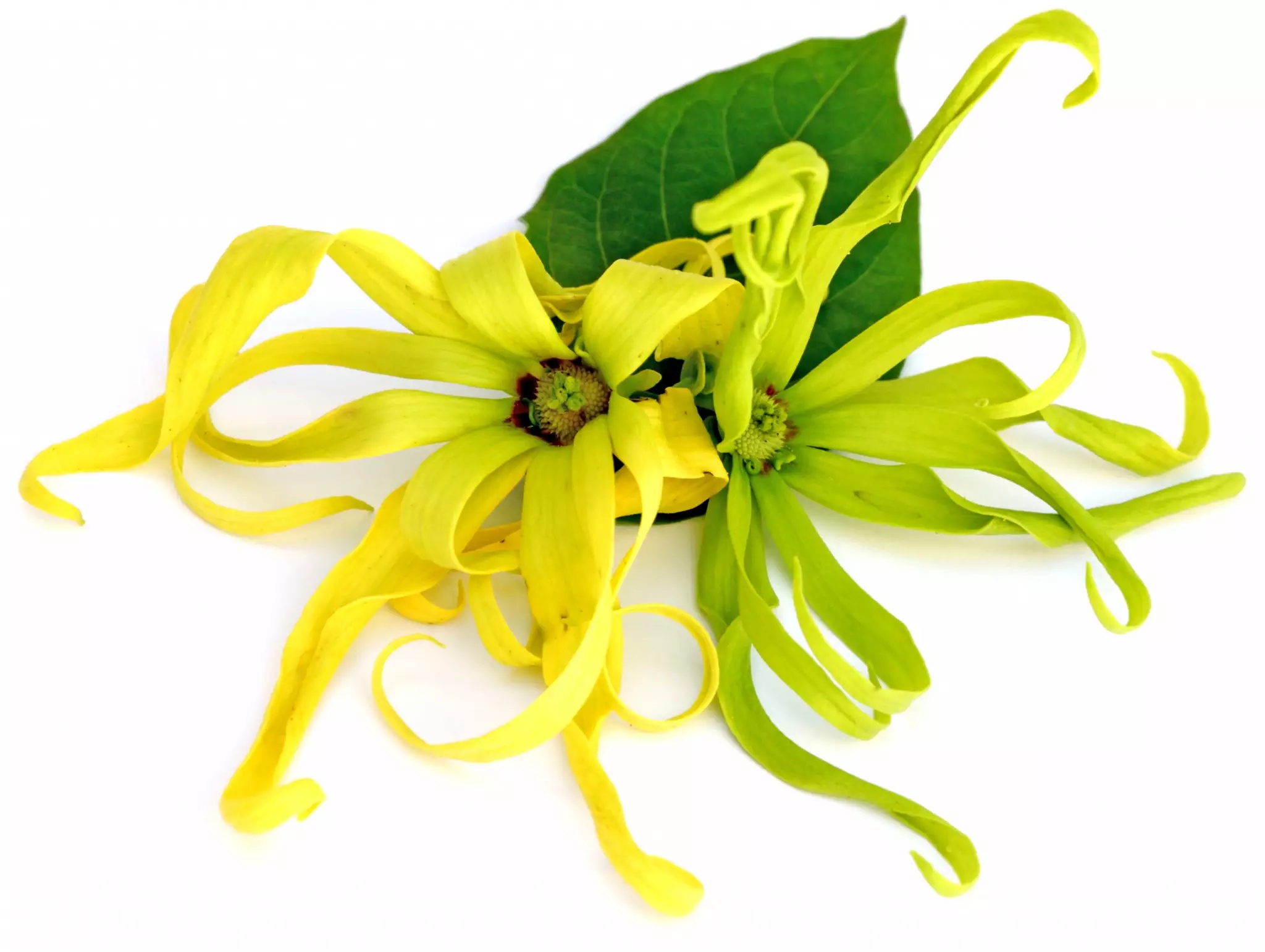 ylang ylang tree