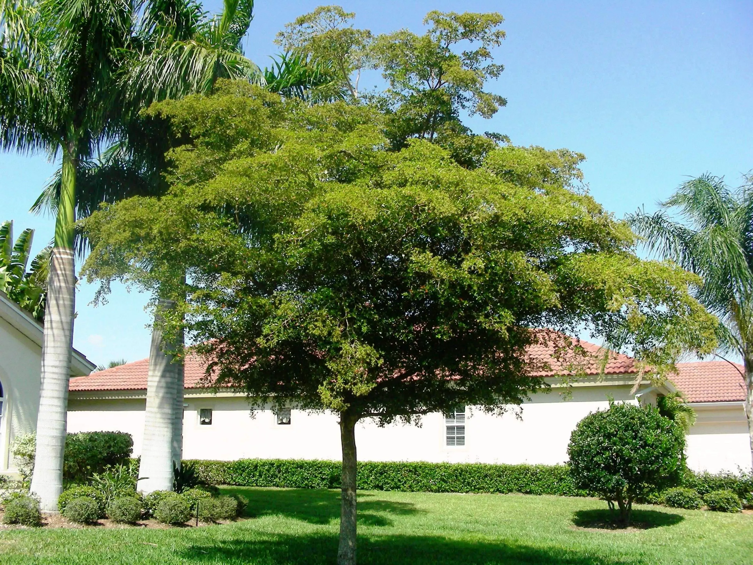 shady lady tree florida